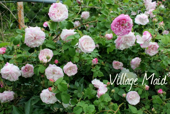 Photo of Rose (Rosa 'Centifolia Variegata') uploaded by Cottage_Rose