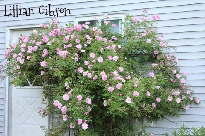 Photo of Rose (Rosa 'Lillian Gibson') uploaded by Cottage_Rose
