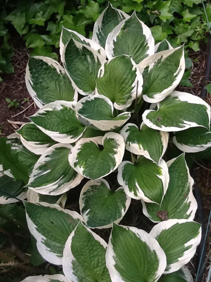 Photo of Hosta 'Patriot' uploaded by Jewell