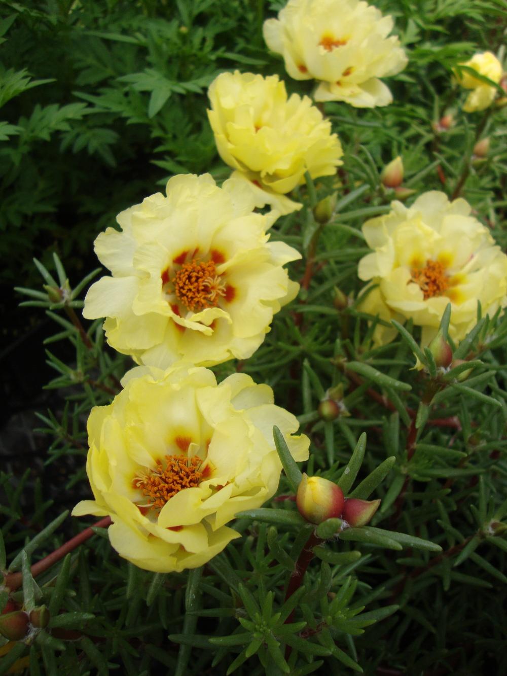 Photo of Portulaca 'Sundial Yellow' uploaded by Paul2032
