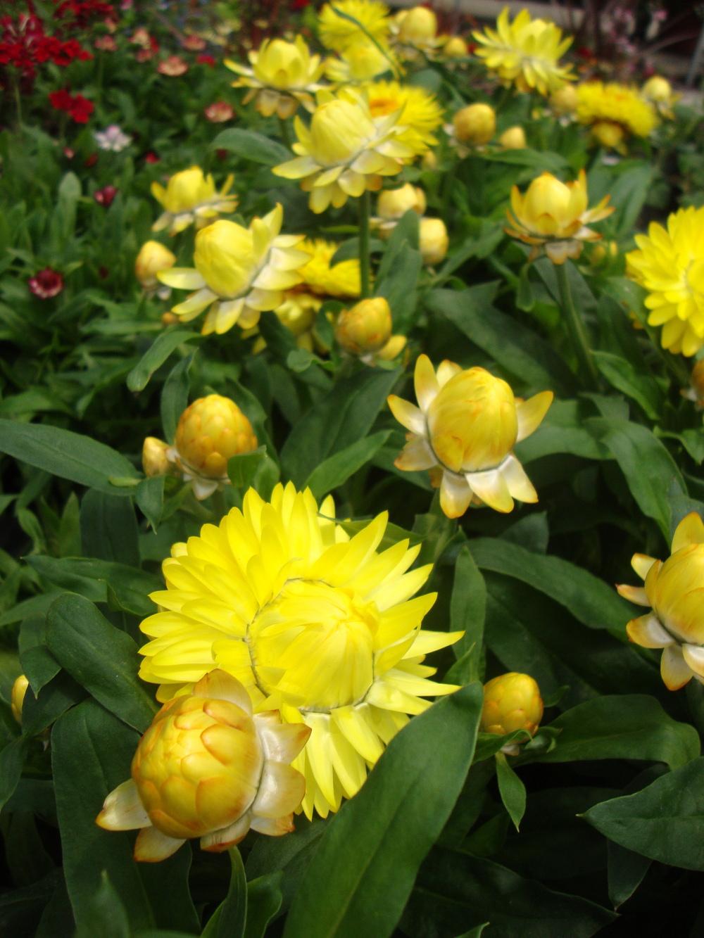 Photo of Strawflower (Xerochrysum bracteatum Strawburst Yellow) uploaded by Paul2032