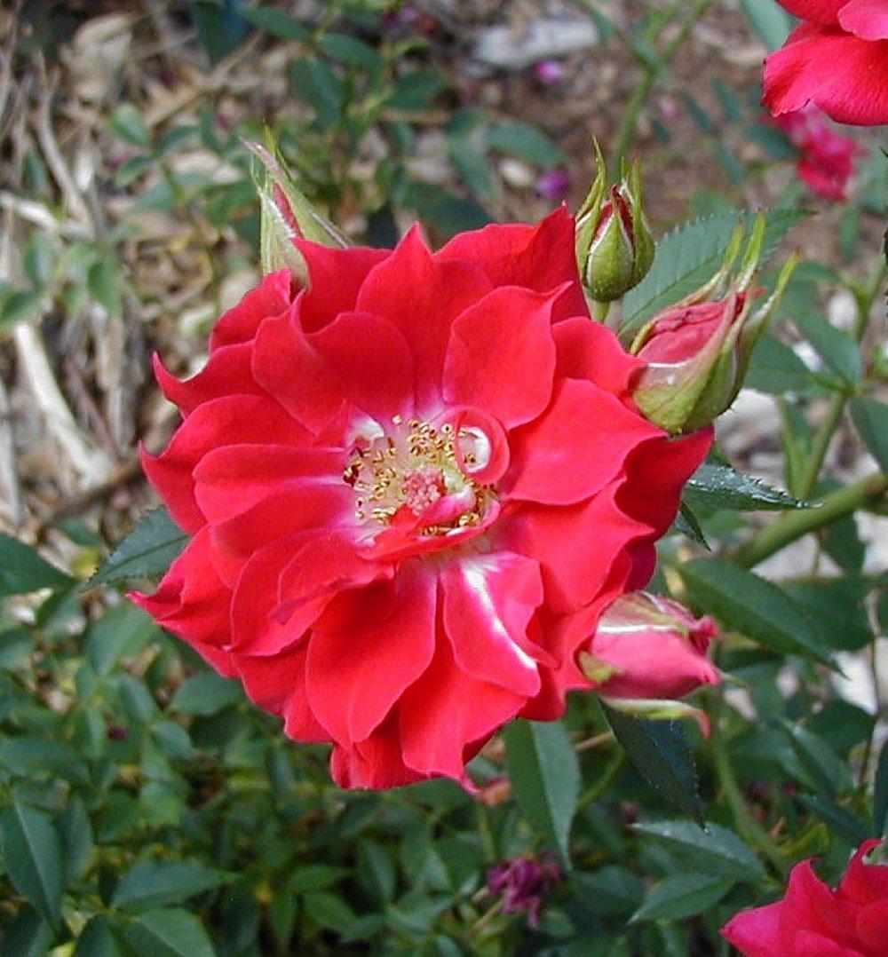 Photo of Rose (Rosa 'Beauty Secret') uploaded by RoseBlush1