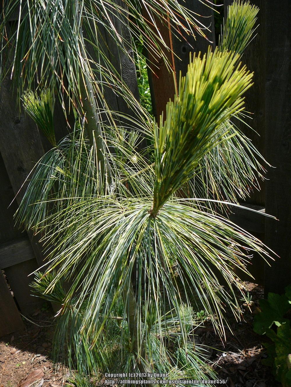 Photo of Himalayan Pine (Pinus wallichiana 'Zebrina') uploaded by duane456