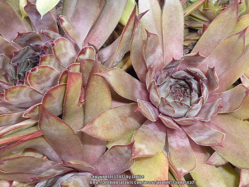 Photo of Hen and Chicks (Sempervivum 'Red Rum') uploaded by sandnsea2