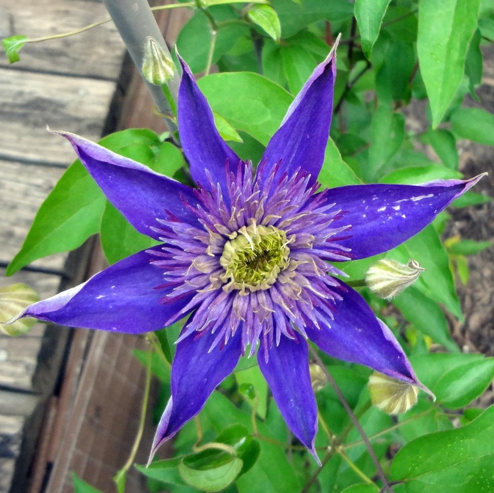 Photo of Clematis 'Multi Blue' uploaded by stilldew