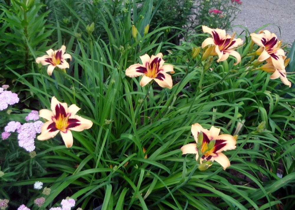 Photo of Daylily (Hemerocallis 'Egyptian Queen') uploaded by stilldew