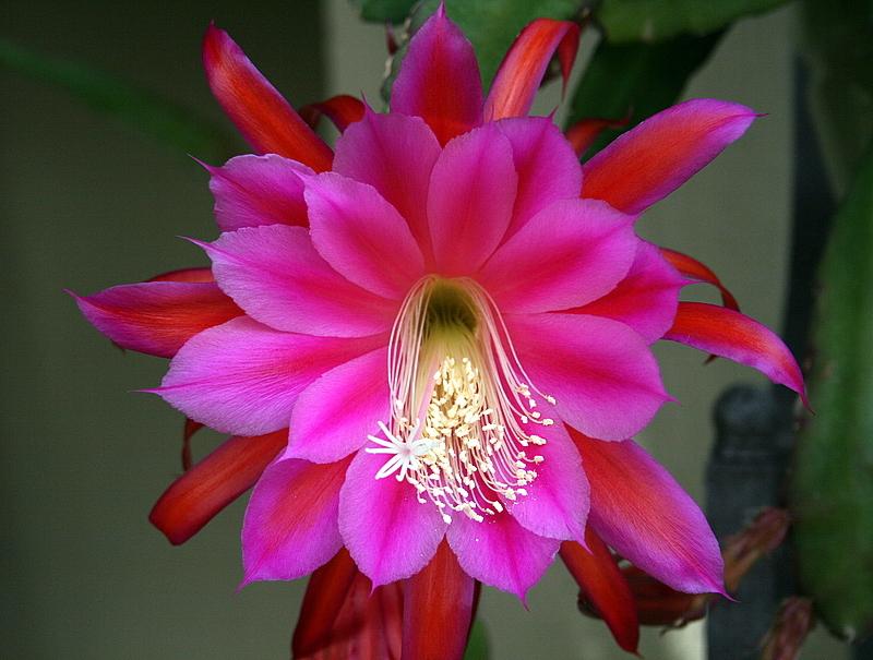 Photo of Epicactus (Epiphyllum 'Jungle Night') uploaded by Calif_Sue