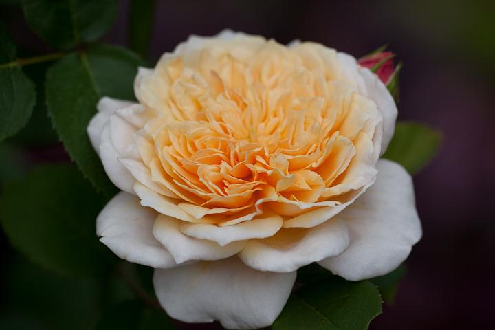 Photo of Rose (Rosa 'English Garden') uploaded by Mike