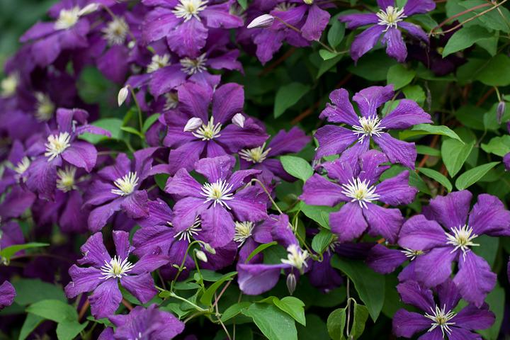 Photo of Clematis 'Jackmanii Superba' uploaded by Mike