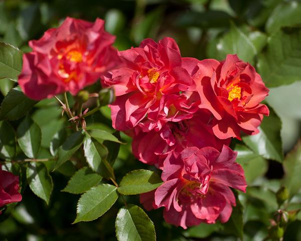 Photo of Floribunda Rose (Rosa 'Cinco de Mayo') uploaded by Mike