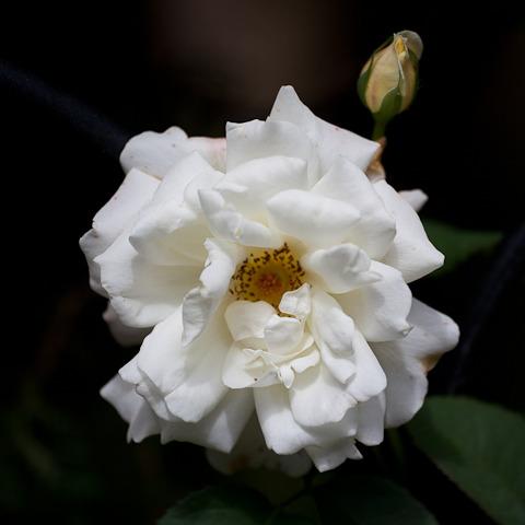 Photo of Rose (Rosa 'April Moon') uploaded by Mike