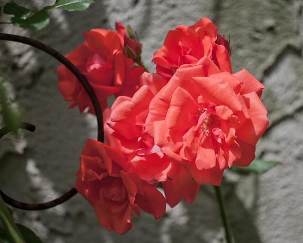 Photo of Rose (Rosa 'Blaze of Glory') uploaded by Mike