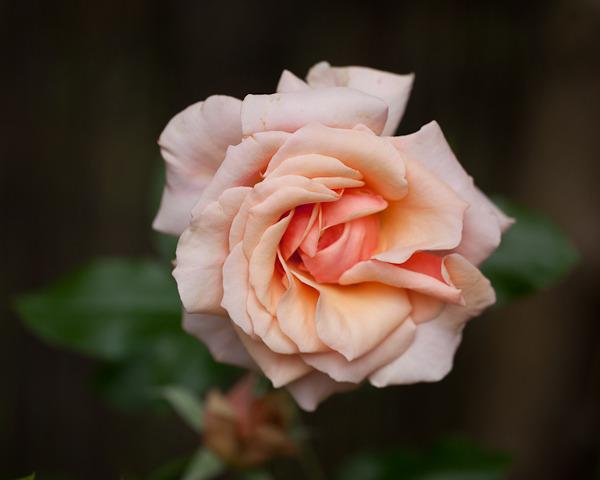 Photo of Rose (Rosa 'Apricot Candy') uploaded by Mike