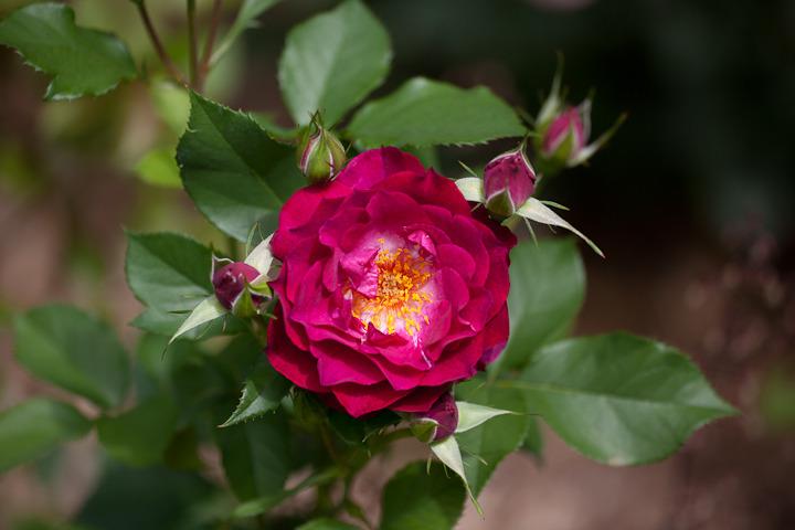 Photo of Rose (Rosa 'Outta the Blue') uploaded by Mike