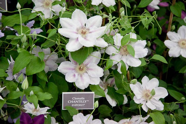 Photo of Clematis Chantilly™ uploaded by Mike