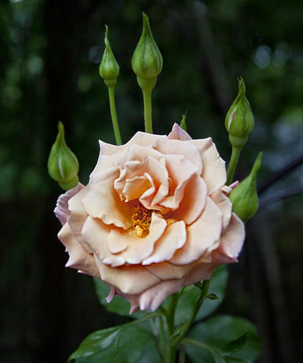 Photo of Floribunda Rose (Rosa 'Singin' in the Rain') uploaded by Mike