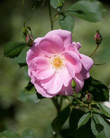 Photo of Rose (Rosa 'Country Dancer') uploaded by Mike