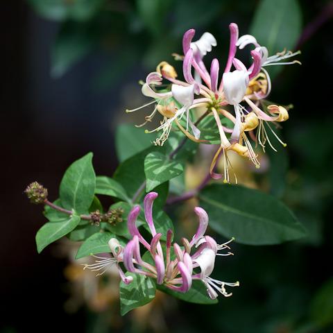 Photo of Honeysuckle (Lonicera periclymenum 'Winchester') uploaded by Mike