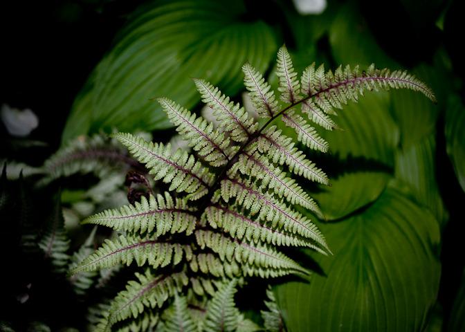 Photo of Japanese Painted Fern (Anisocampium niponicum 'Ursula's Red') uploaded by Mike