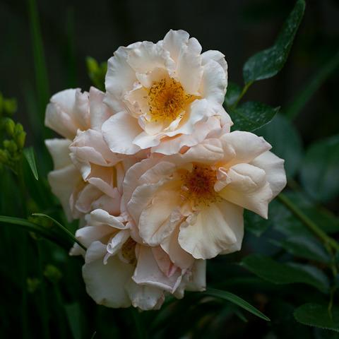Photo of Rose (Rosa 'Golden Unicorn') uploaded by Mike