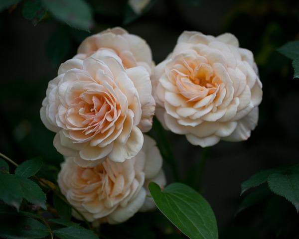 Photo of English Shrub Rose (Rosa 'A Shropshire Lad') uploaded by Mike