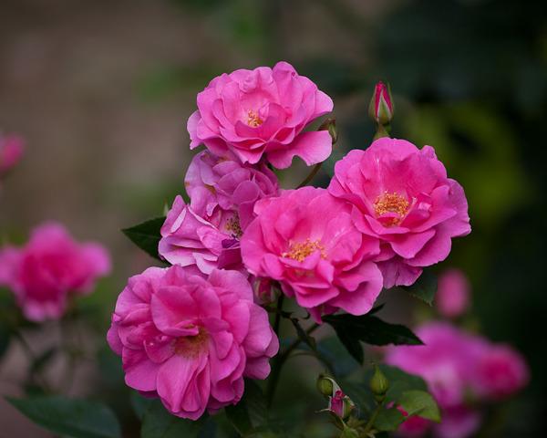 Photo of Rose (Rosa 'Ruffled Cloud') uploaded by Mike