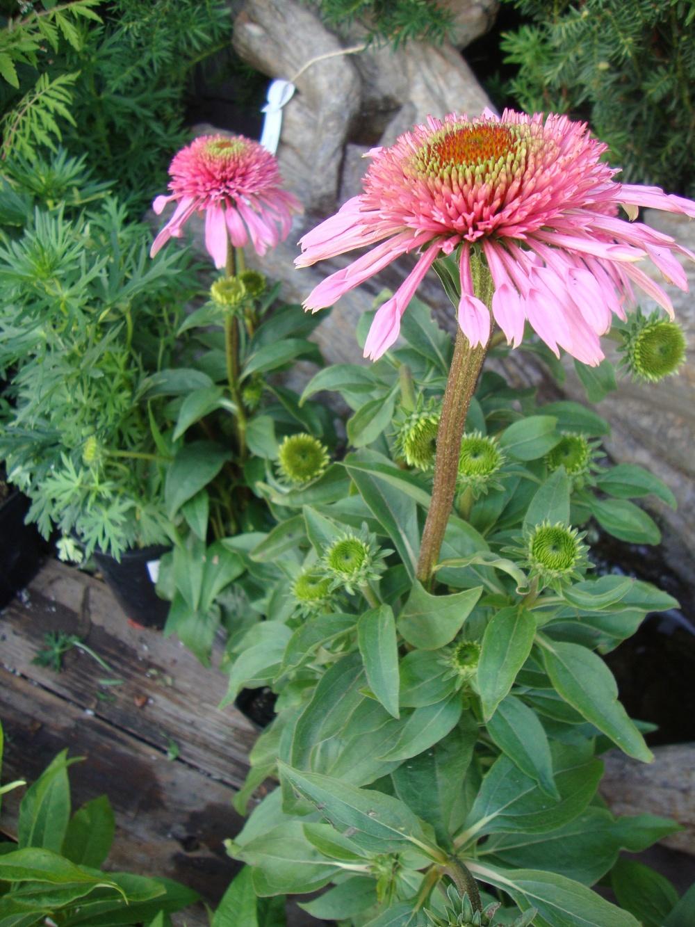Photo of Coneflower (Echinacea Double Scoop™ Bubble Gum) uploaded by Paul2032
