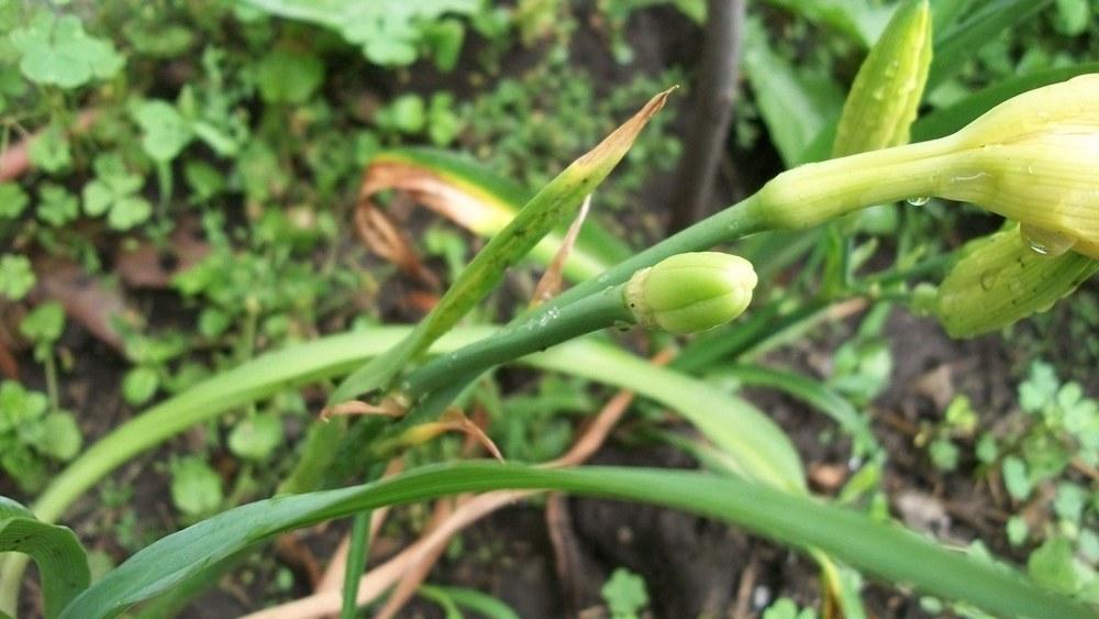 Photo of Ditch Lily (Hemerocallis fulva) uploaded by hazeleyes