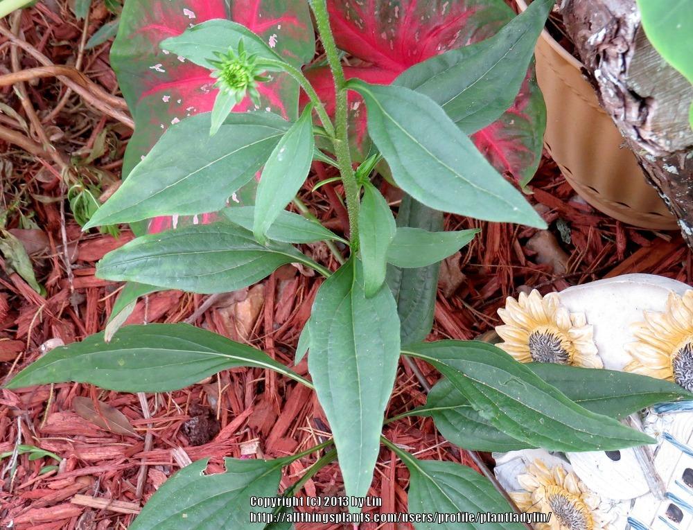 Photo of Coneflower (Echinacea 'Hot Summer') uploaded by plantladylin