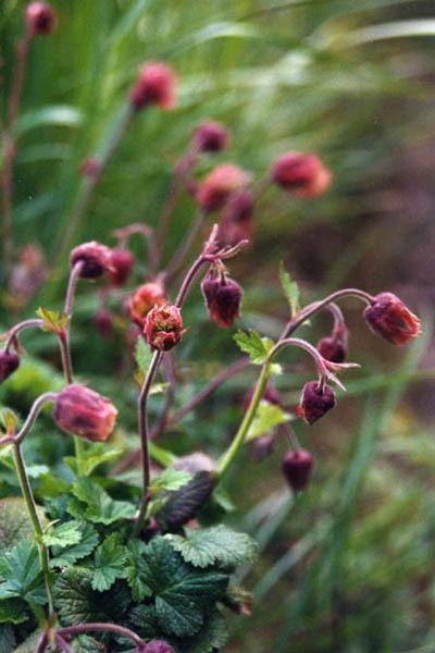 Photo of Bog Avens (Geum rivale) uploaded by robertduval14