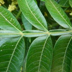 Location: Northeastern, Texas
Date: 2013-06-13
Close up of leaf