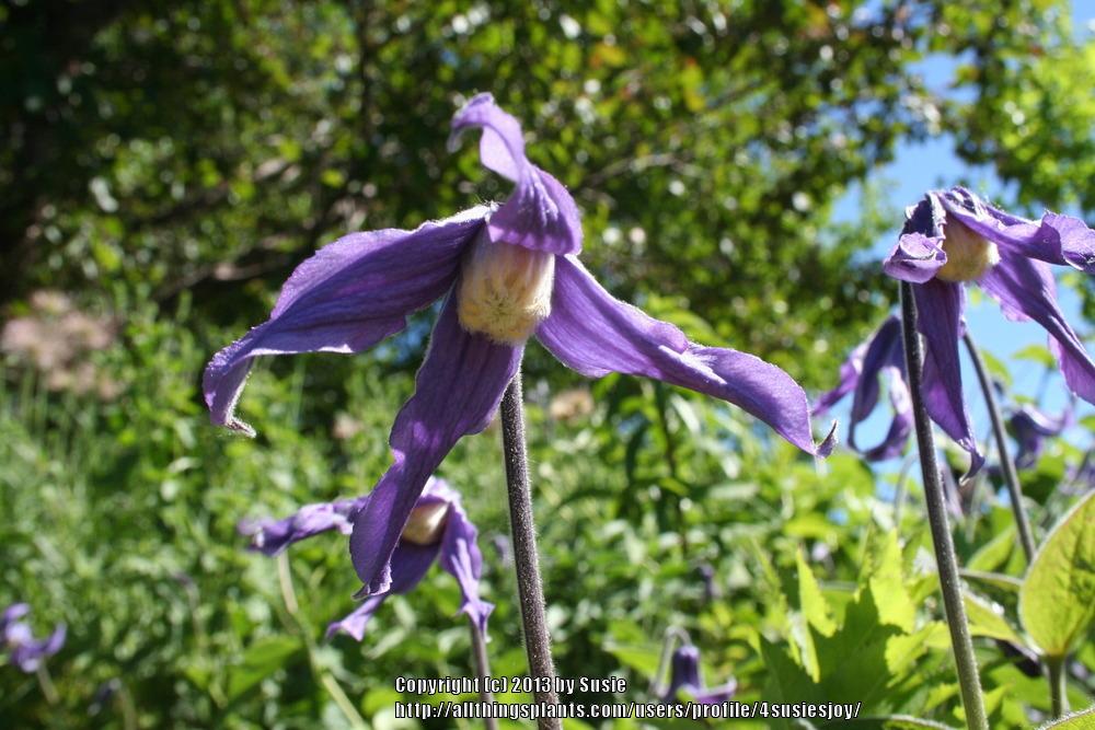 Photo of Clematis (Clematis integrifolia) uploaded by 4susiesjoy