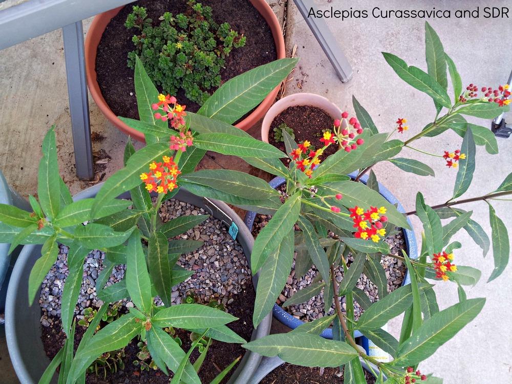 Photo of Tropical Milkweed (Asclepias curassavica) uploaded by Cruddy