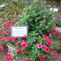 Location: UGA Trial Gardens - Athens, Georgia, USA
Date: Summer 2009
'Peek~A~Blue' growing with Petunia 'Glow Forest Fire'