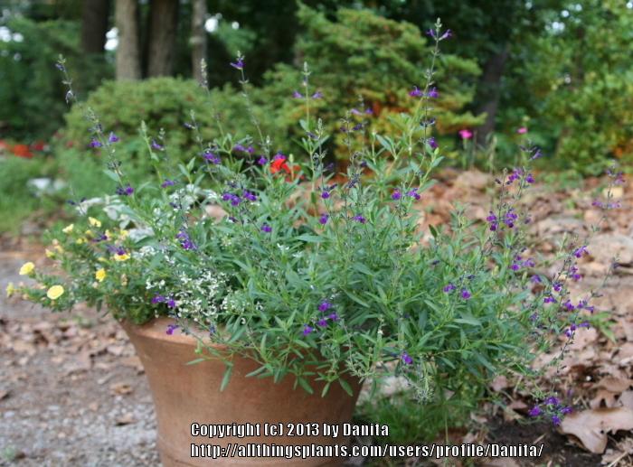 Photo of Coahuila Sage (Salvia coahuilensis) uploaded by Danita