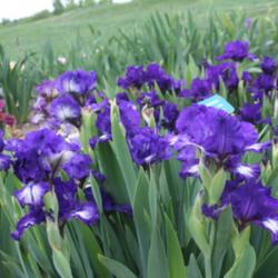 Location: Sass Memorial Garden near Ashland, Nebraska
Date: 2013-05-23