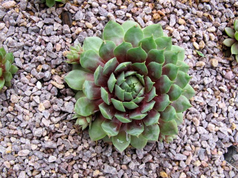 Photo of Hen and Chicks (Sempervivum 'Merlin') uploaded by goldfinch4