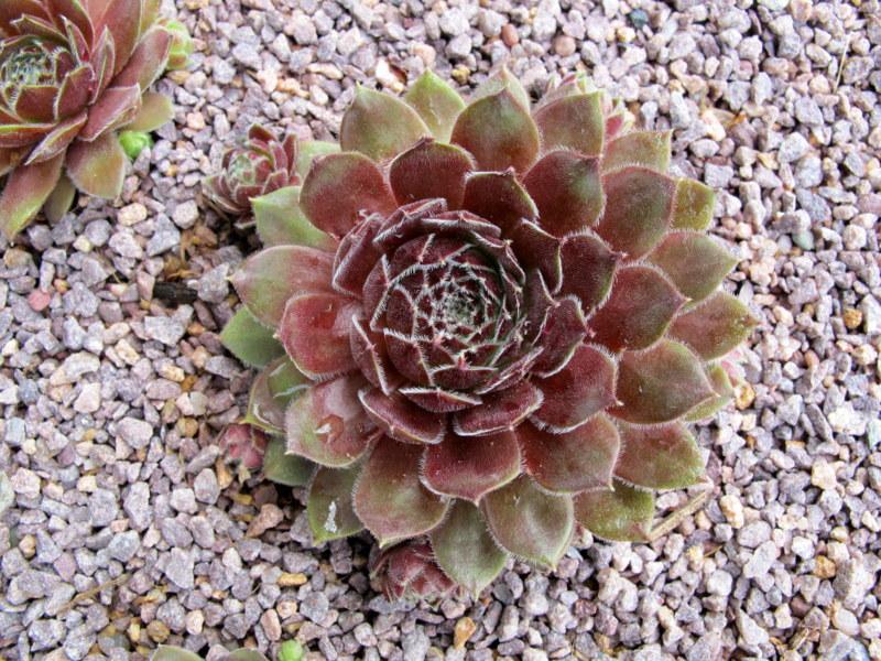 Photo of Hen and Chicks (Sempervivum 'Cold Fire') uploaded by goldfinch4