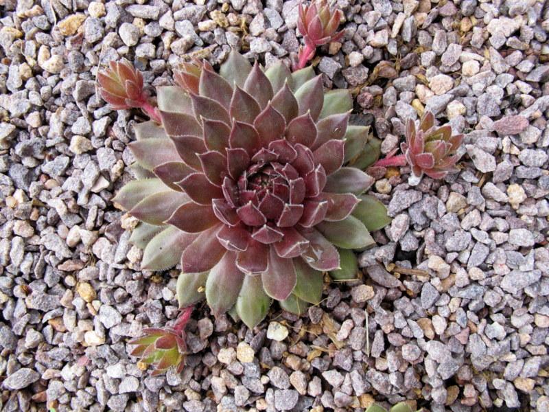 Photo of Hen and Chicks (Sempervivum 'Firepointe') uploaded by goldfinch4