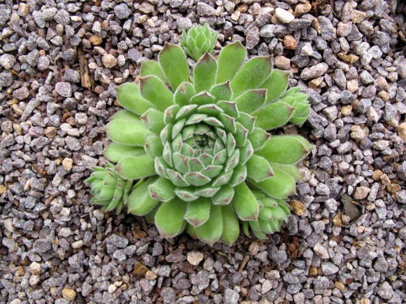 Photo of Hen and Chicks (Sempervivum 'Apollonia') uploaded by goldfinch4