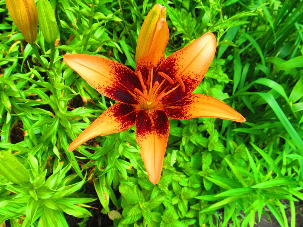 Photo of Lily (Lilium 'Orange Art') uploaded by jmorth