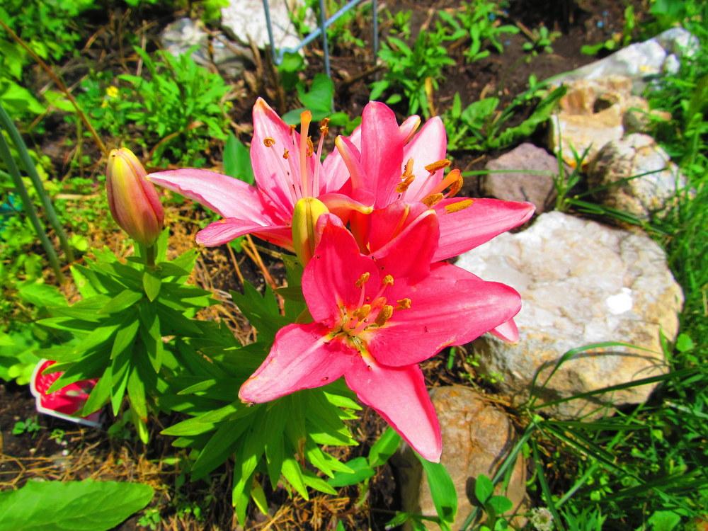 Photo of Lily (Lilium Lily Looks™ Tiny Icon) uploaded by jmorth