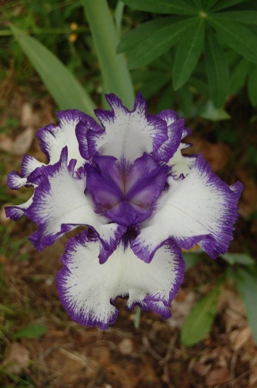 Photo of Tall Bearded Iris (Iris 'Rare Treat') uploaded by pixie62560