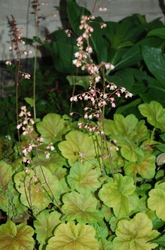 Photo of Coral Bells (Heuchera villosa 'Miracle') uploaded by pixie62560