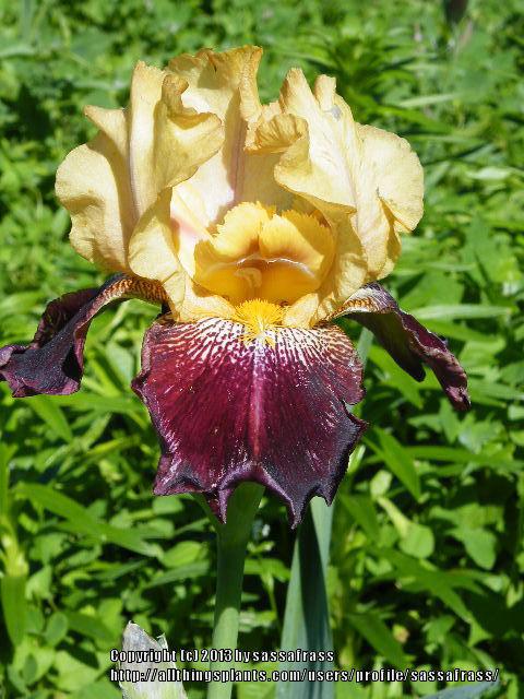 Photo of Tall Bearded Iris (Iris 'Ziggy') uploaded by sassafrass