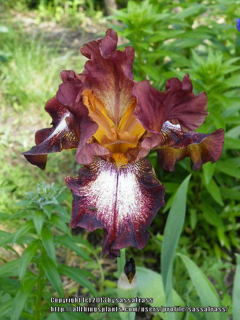 Photo of Tall Bearded Iris (Iris 'Stop the Music') uploaded by sassafrass