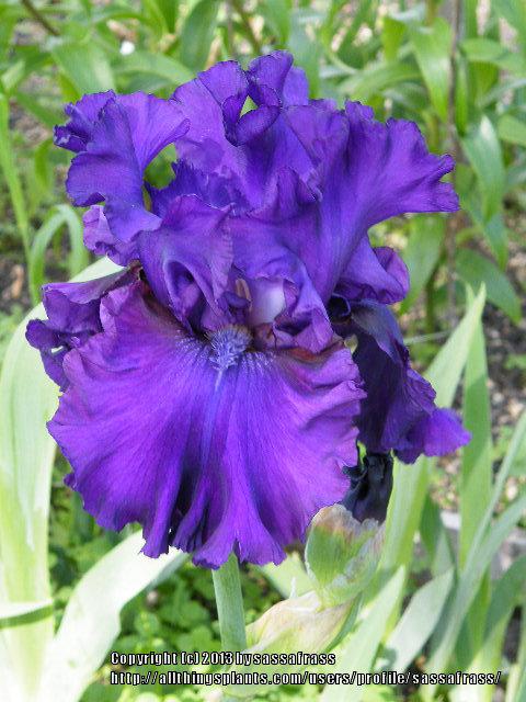 Photo of Tall Bearded Iris (Iris 'Neil's Choice') uploaded by sassafrass