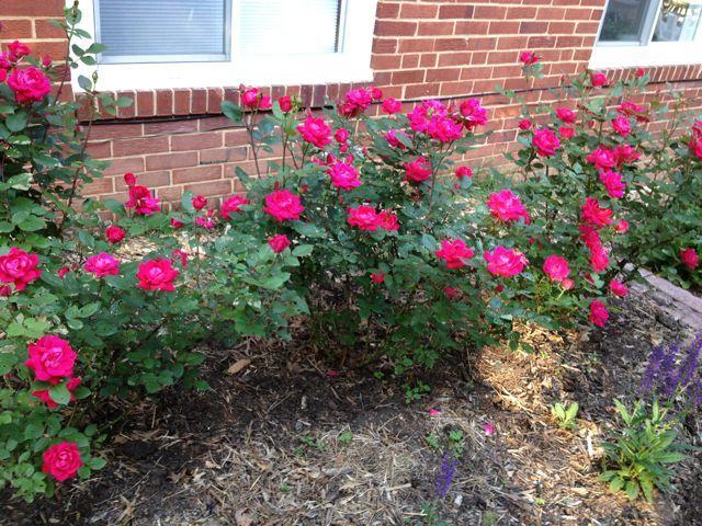 Photo of Rose (Rosa 'Double Knock Out') uploaded by ssgardener