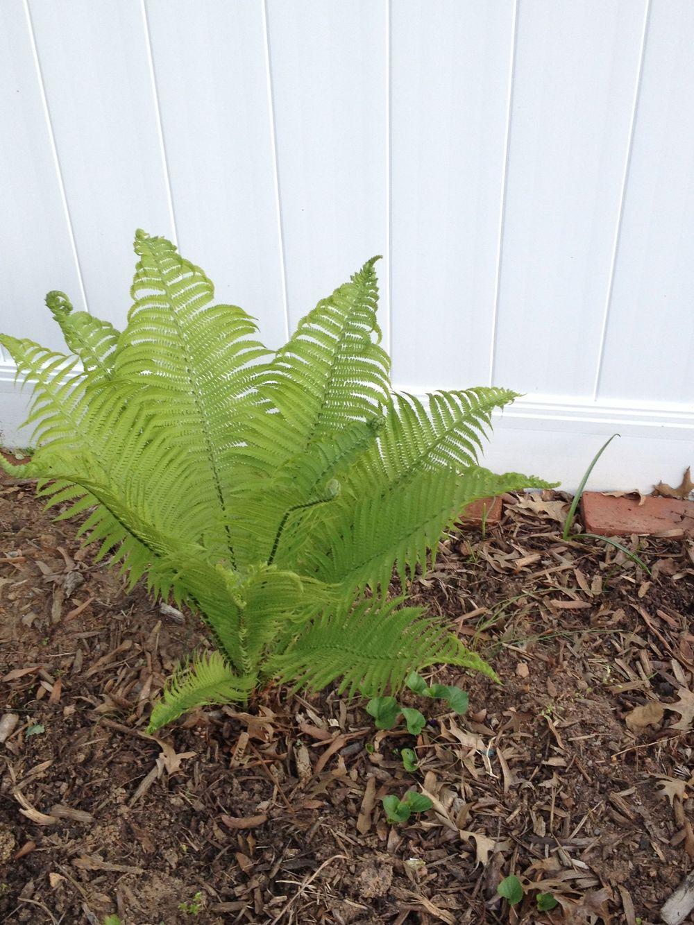 Photo of Ostrich Fern (Matteuccia struthiopteris) uploaded by ssgardener