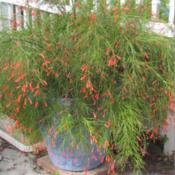 Russelia equisetiformis is beautiful draping plant when grown in 